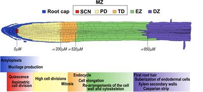 Integrative Roles of Phytohormones on Cell Proliferation, Elongation and Differentiation in the Arabidopsis thaliana Primary Root